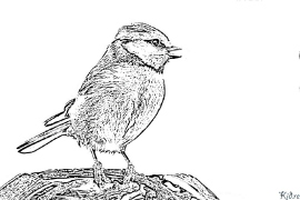 bluetits Coloring Pages To Print